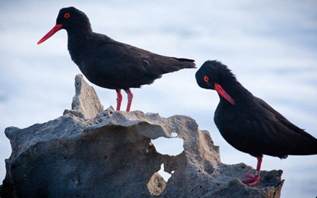 De Hoop Nature Reserve - Cape Nature