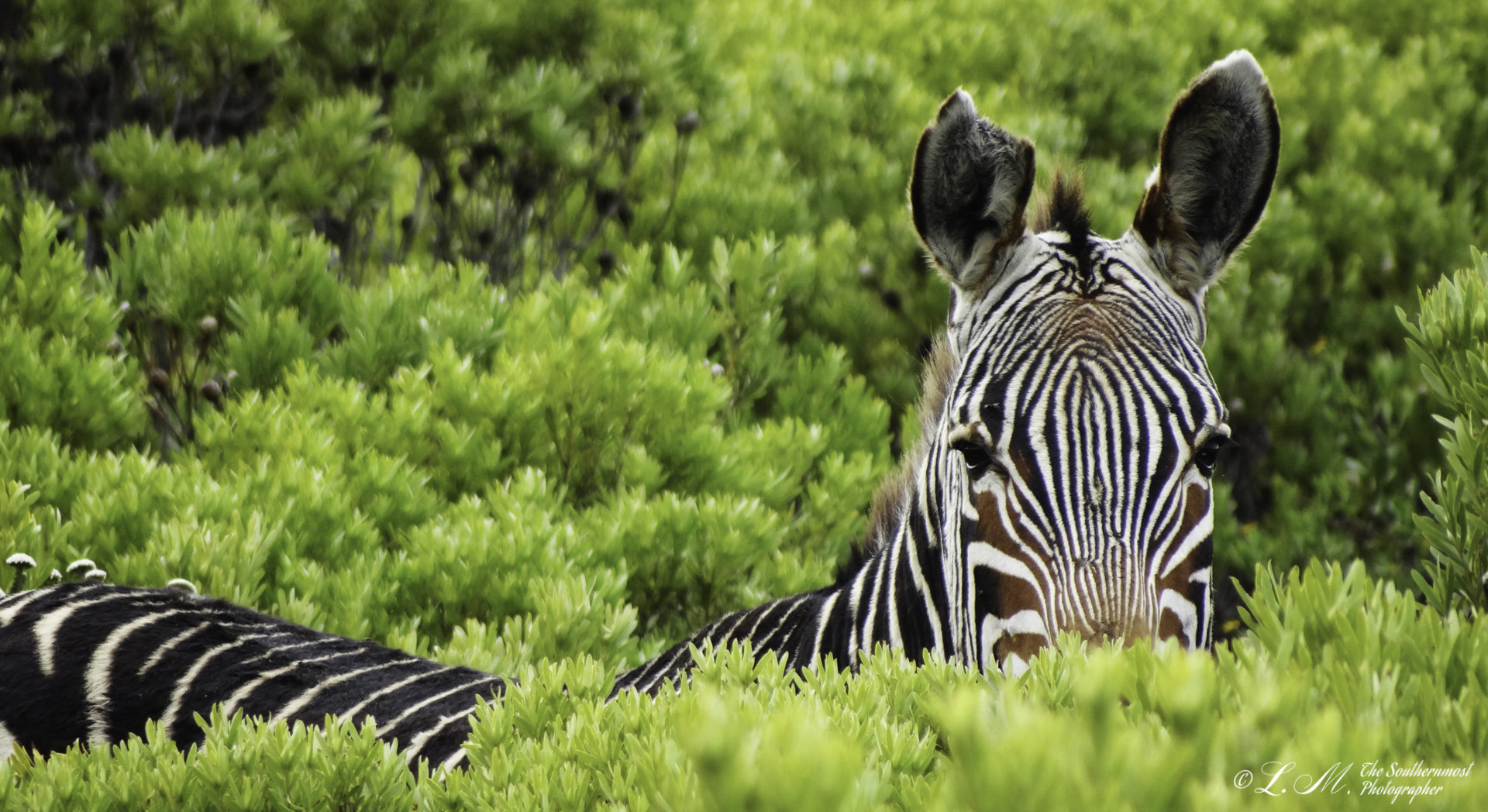 a-zebra-in-cape-agulhas-national-park