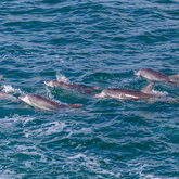 Dolphin pod Kleinbaai