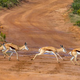 Rietfontein Springbokke