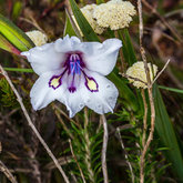 Little Painted Lady,  another beauty of Fynbos