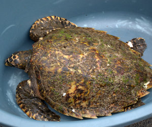 DICT Saves Critically Endangered Hawksbill Turtle