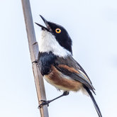 Cape Batis / Kaapse Bosbontrokkie