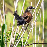 Burchell`s Coucal / Gewone Vleiloerie