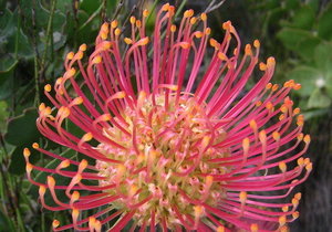 Fynbos flower