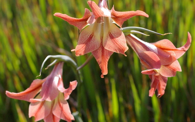 Fynbos flower Fynbos flower