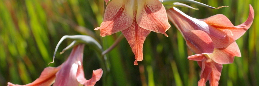 Fynbos flower