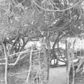 Bonginkosi se oorspronklike boomkerkie