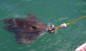 Daily Trip 18 November