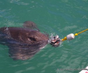 Daily Trip 18 November