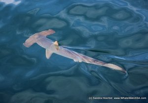 Hammerhead sighting