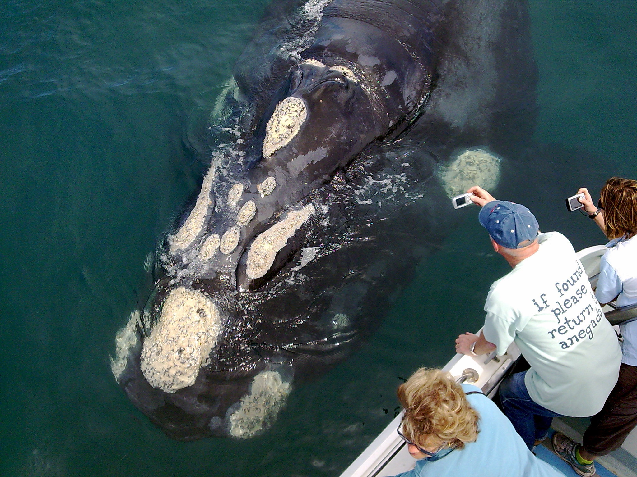 Whale watching in De Kelders