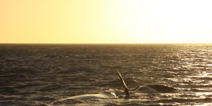 Sunset Whale Trip recent photos.