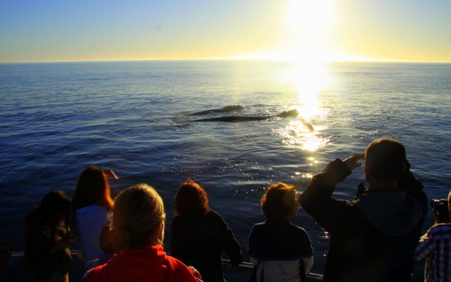 Sunset Whale Trip recent photos.