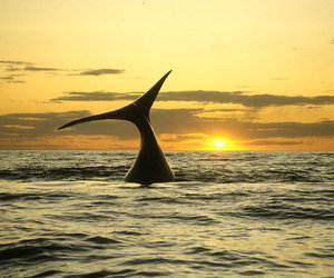 Sunset Whale Trips