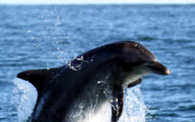 Bottle nose Dolphin