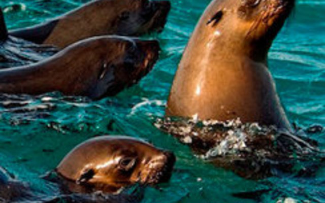 Seals are a Great Whites main diet