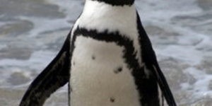Our African Penguin