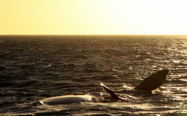 Whales also enjoy a nice Sunset