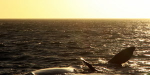 Whales also enjoy a nice Sunset