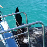 Whales of Walker Bay by Ivanhoe Sea Safaris