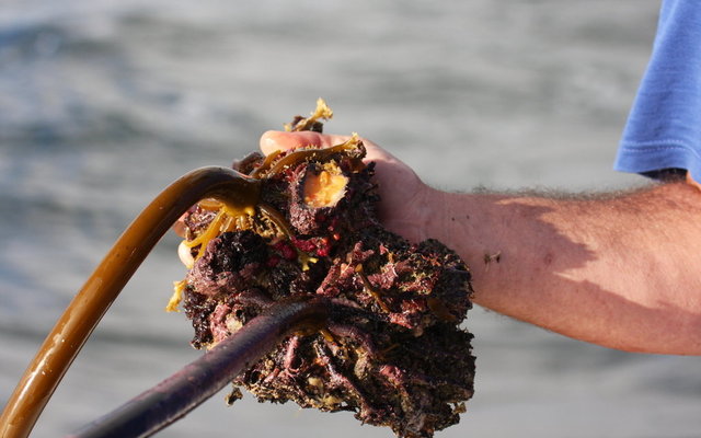 Disecting a piece of Kelp