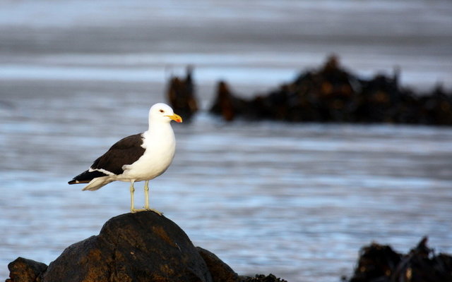 Sea Gull