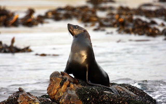 Cape Fur Seal