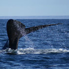 Southern Right Whales