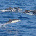 Dolphins at Agulhas