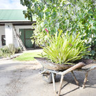 Birkenhead Cottage Garden