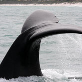 Advice from a Whale:  Make a splash, Explore the depths of your true nature, No blubbering. Have a whale of a week!!