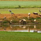 Blue Cranes and Sheep