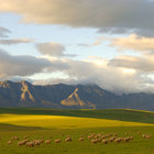 Riviersonderend Mountain Sheep Riviersonderend Mountain Sheep