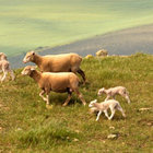 Lambs at Springtime Lambs at Springtime