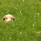 Sheeps Peaking Over Sheeps Peaking Over