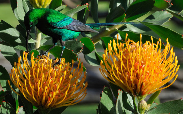 MalachitePincushion_high_res_1