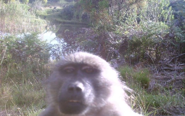Baboon selfie with our camera trap