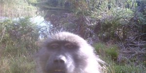 Baboon selfie with our camera trap