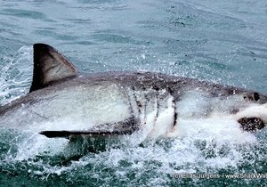 Shark armor... what is special about shark skin?