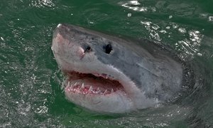 Discover and Protect