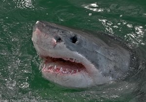 Discover and Protect