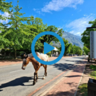 Greyton - The Green Heart of the Overberg