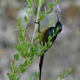 Bird life at HaesFarm