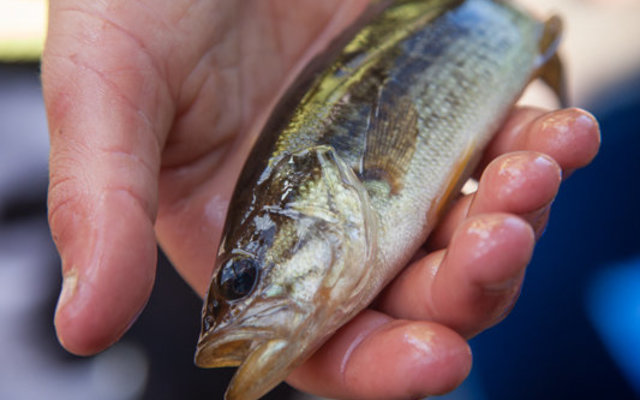 Fishing at Lomond Dam Fishing at Lomond Dam