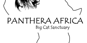 Panthera Africa Opening