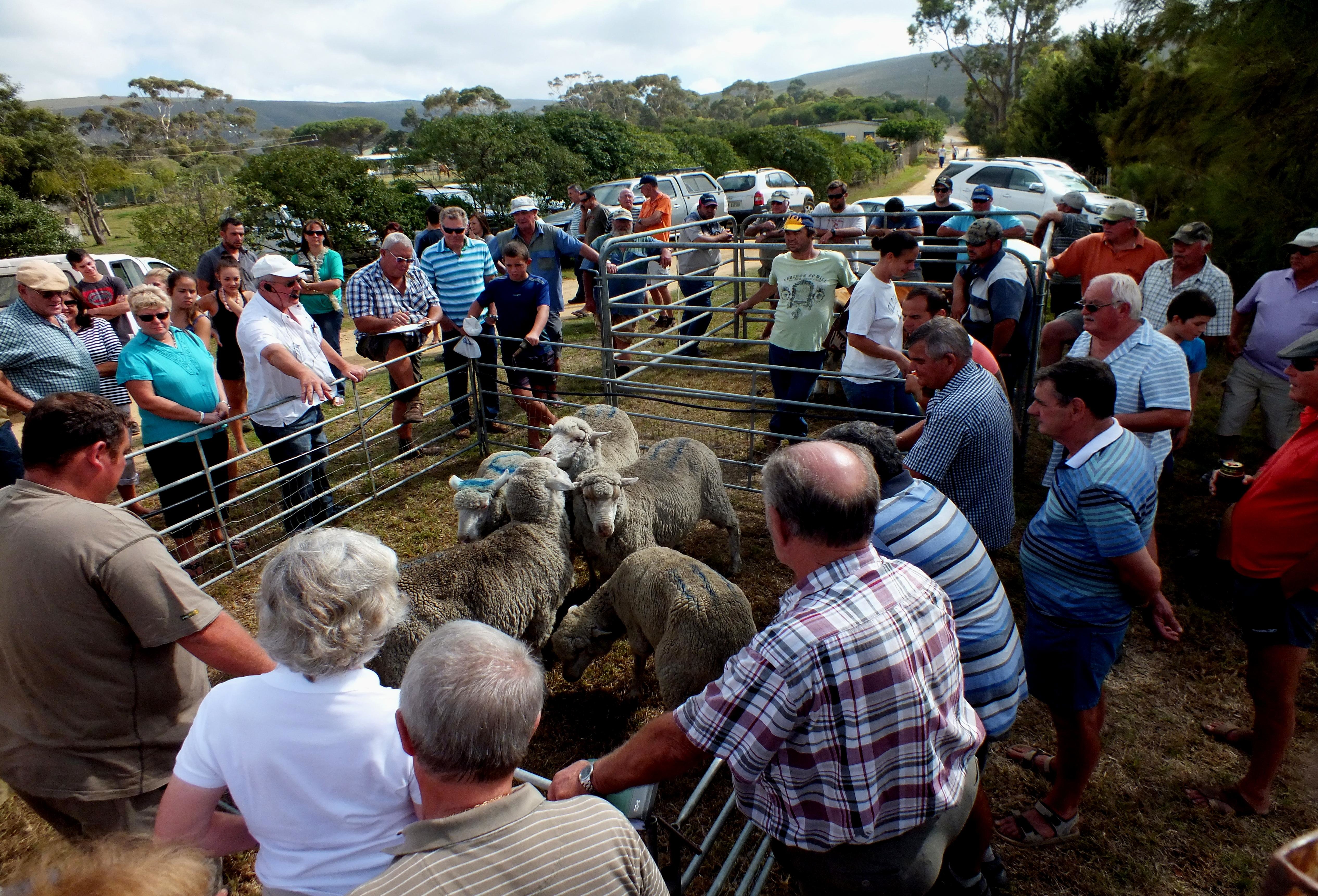 Sheep at Baardskeerdersbos market