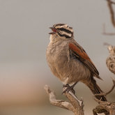 Birds at Felicita Farm