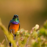 Double-Collared Sunbird at Felicita Farm