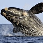 Animal Planet & Ivanhoe Sea Safaris - Walker Bay, Gansbaai